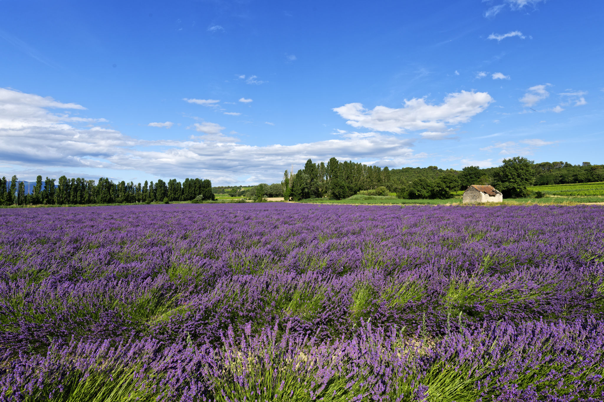 Champs de lavandin