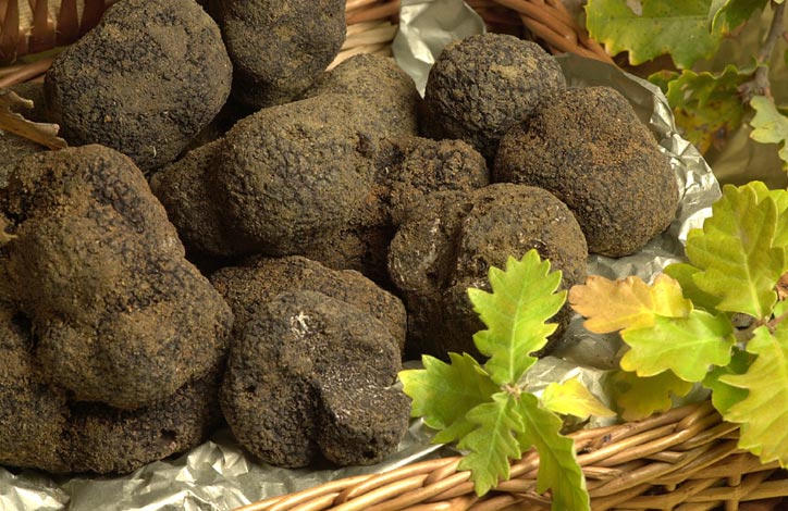 Truffes noire de Richerenches